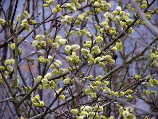 Early spring flowering Salix caprea