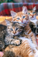 Two kittens and their mother on a blanket