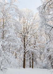 Snow covered trees in the park in a sunny winter day. Winter landscape. Moscow parks.