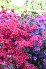 Fototapeta premium pink flowers in the garden