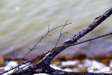branch of a tree in winter