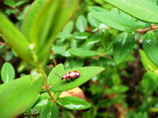 ladybug on a green leaf
