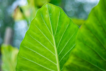 Detail of alocasia plant leaves, with bokeh on blurred background