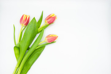 Bunch of beautiful fresh pink yellow tulip flowers isolated on a white background