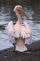 Pelican by the lake in St James's Park, London UK.