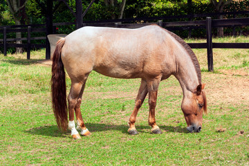 Cavalo IMG_8802
