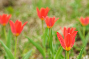 Red botanical tulips, Tulipa Scarlet Baby