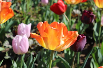 red tulips in the garden