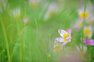 Tulips (Tulipa Bakeri Lilac Wonder) on a meadow in springtime.