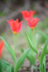 Red botanical tulips, Tulipa Scarlet Baby