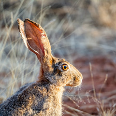 Cape Hare