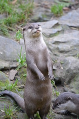 Otter Standing 