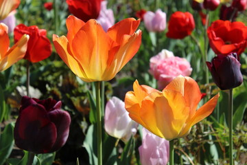 red tulips in the garden