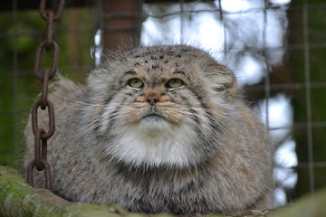 pallas cat