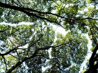 Fototapeta premium tree convivence