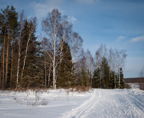 Winter picture of a wild russian forest