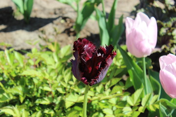 tulips in the garden