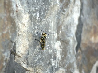 Insecto 