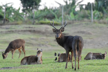 cerf à l'île maurice
