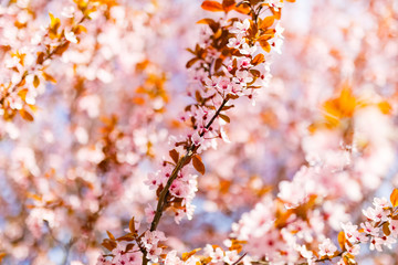 Cherry tree branches in bloom in blurred background. Botany concept