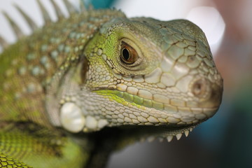iguana verde lagarto lizard green 