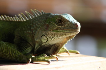 iguana verde lagarto lizard green 