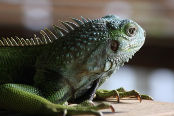 iguana verde lagarto lizard green 