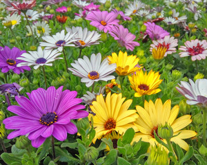 Fototapeta premium colorful yellow, purple and pale white daisybush flowers closeup