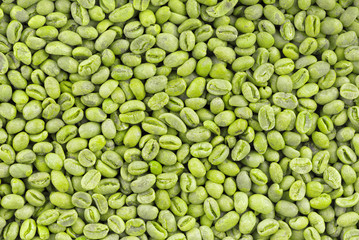 Green coffee beans background. Medium green peaberry coffee beans.
