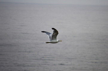 A seagull flying over the Cantabrian Sea in a cloudy day, Cantabria, Spain
