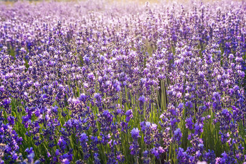 Colorful floral background, lavender flowers in backlight