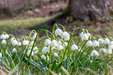 The first spring flowers in forest, bud of snowdrops, symbol of nature awakening in the sunlight