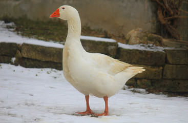 white goose in the snow