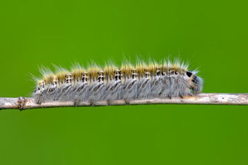 Beautiful   Сaterpillar of swallowtail - Stock Image