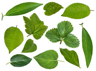 Collection of leaves isolated on white background