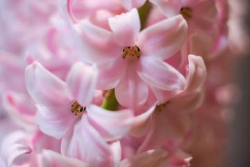 Fototapeta na wymiar Hyacinthus is a small genus of bulbous, fragrant flowering plants in the family Asparagaceae
