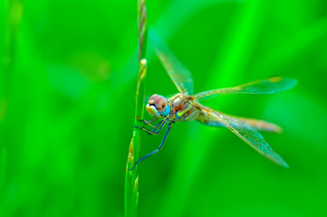 Macro shots, Beautiful nature scene dragonfly. 
