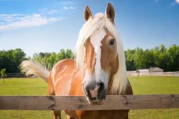 Foto op Canvas palomino paard © Windhound Photo