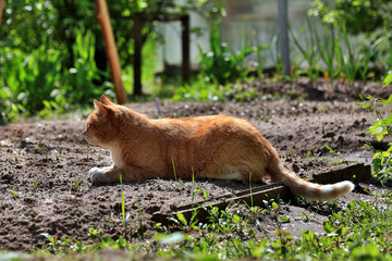 Fototapeta premium Orange cat lying on the ground. He is hunting on nature.