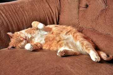 Orange and white striped cat sleeps on sofa.