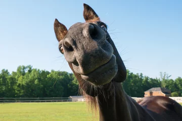Foto op Canvas Paard met grote neus © Windhound Photo