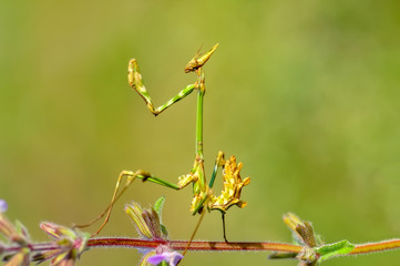 Close up of pair of Beautiful European mantis ( Mantis religiosa )