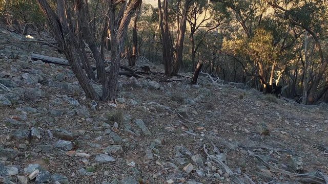 An Australian Wallaby happily hopping across mountainous terrain. It stops briefly to look curiously at the camera. The ground is covered in rocks and sun-bleached branches.