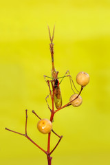 Close up of pair of Beautiful European mantis ( Mantis religiosa )