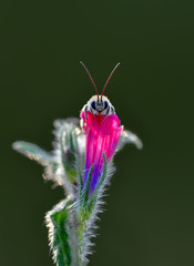 Beautiful  Bee macro in green nature - Stock Image