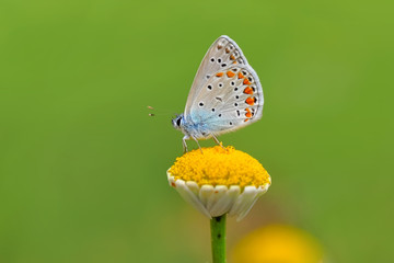 Closeup  beautiful butterflies sitting on flower © blackdiamond67