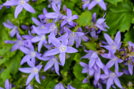 Close up of purple bellflowers (Campanula poscharskyana) also called lisduggan