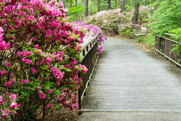 Wooden Footbridge within a Garden Filled with Azalea Flowers