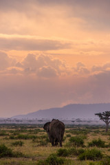 Fototapeta na wymiar Lonely elephant looking into the sunset (Masai Mara)
