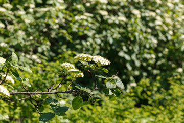 Viburnum lantana, also know as wayfarer or wayfaring tree. White flowers close up with green background. Nature, flowers, environment, parks and gardens.